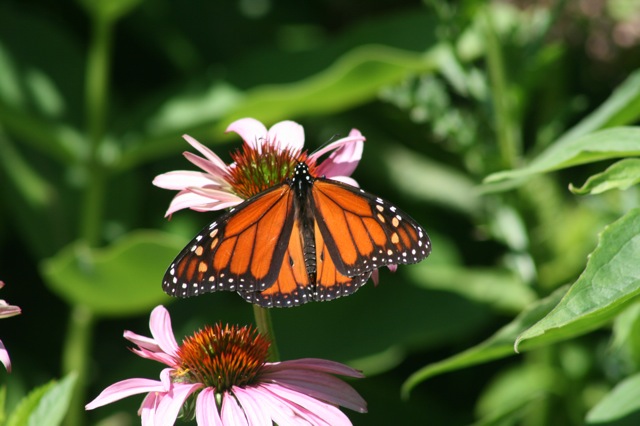 Monarch Butterfly picture kidsread 