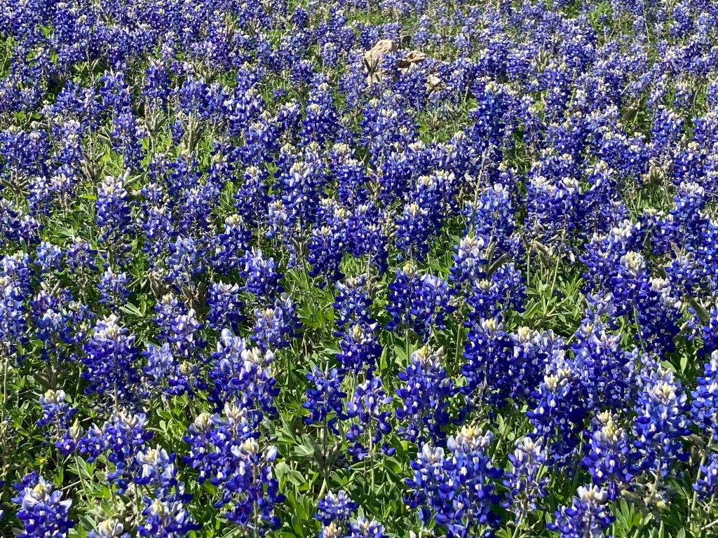 Blue Bonnets in Bloom