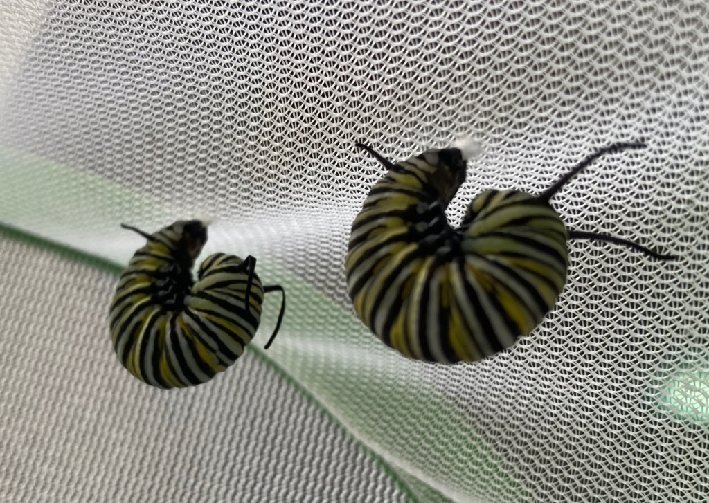Monarch Caterpillars hatching