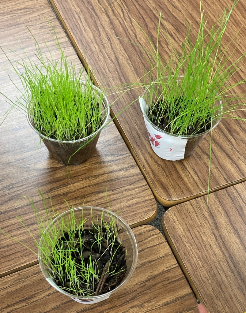 Spring Plants in the Classroom