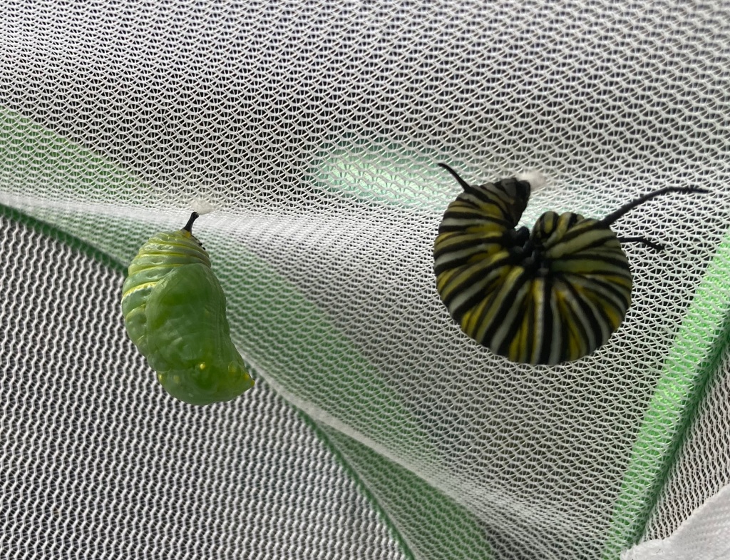 Monarch Caterpillar hatching into a chrysalids